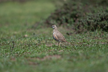 Eurasian Dotterel Birds