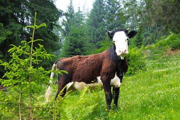 black and white calf near the forest