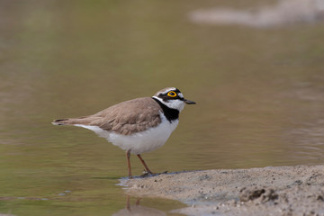 Common Ringed Plover Birds