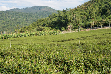 Fototapeta na wymiar green tea farm