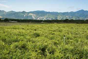 Fototapeta premium ginger farm at outdoor