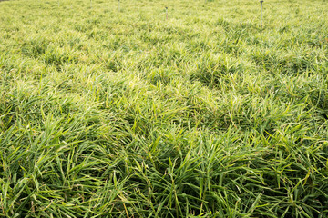 ginger farm at outdoor