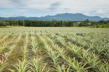 pineapple farm with sky