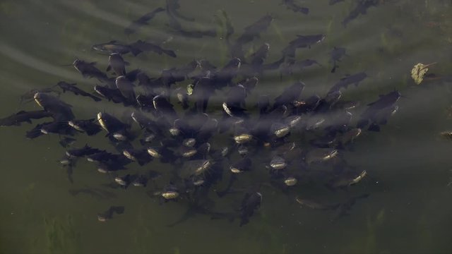 Schwarzer Zwergwels, Schwarzer Katzenwels (Ameiurus melas, auch Ictalurus nebulosus)