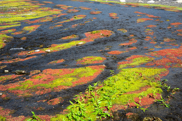 colorful red azolla
