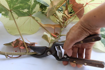 pruning shears