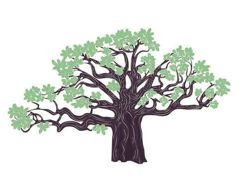 Baobab tree design