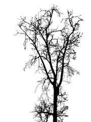 Fototapeta na wymiar Black leafless tree branches