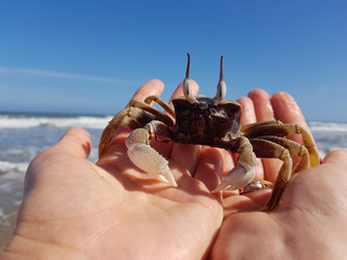 close-up of a funny crab with eyes sitting on a hand against the background of the sea. tourism...