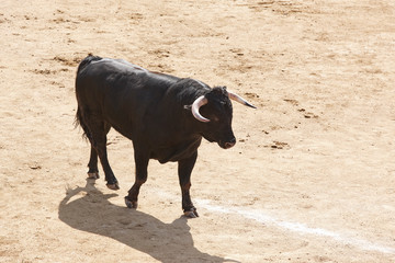 Fighting bull in the arena. Bullring. Toro bravo. Spain