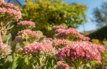 Pink and purple flower buds