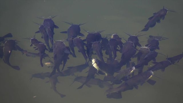 Schwarzer Zwergwels, Schwarzer Katzenwels (Ameiurus melas, auch Ictalurus nebulosus)