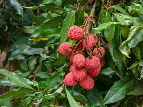 Mature Lychee fruits on tree ready to picking