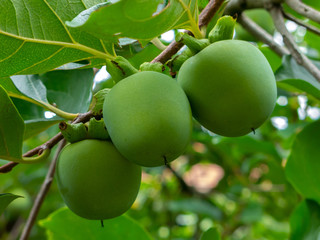 Not Mature green Kaki (Khaki, Persimmon) fruits on tree