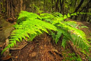 Fern growing in the rainforest in Garajonay national park
