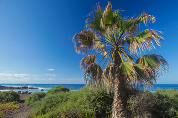 Single palmtree on the rocky coast