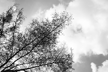 Looking up in Forest - Tree branches nature abstract