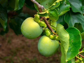Obraz premium Not Mature green Kaki (Khaki, Persimmon) fruits on tree