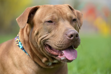 American Pit Bull Terrier portrait