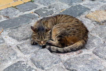 Stray cat is sleeping on the sidewalk. Animals