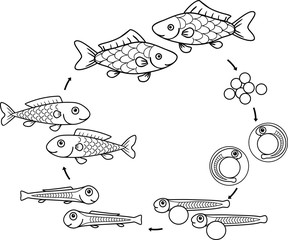 Coloring page with life cycle of fish. Sequence of stages of development of fish from egg (roe) to adult animal