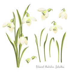 Vector set of flowers of Galanthus . Botanical illustration. Spring bouquet of snowdrops. Vector illustration.