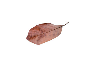 Brown dry leaves with white patterned background
