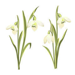 Vector set of flowers of Galanthus . Botanical illustration. Spring bouquet of snowdrops. Vector illustration.