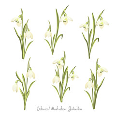 Vector set of flowers of Galanthus. Spring bouquet of snowdrops. Botanical illustration.