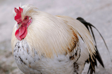 white feathers rooster, close-up, Red rooster comb