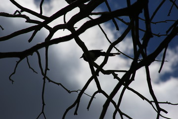 Bird on tree branch