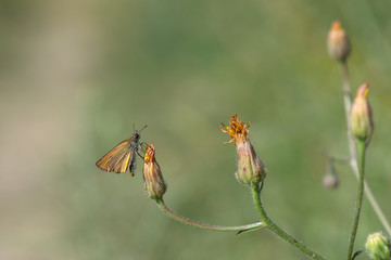 Hesperiidae / Sarı Antenli Zıpzıp / / Thymelicus sylvestris