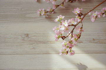 Fototapeta na wymiar Cherry blossoms taken in the room. 室内で撮影した桜の花