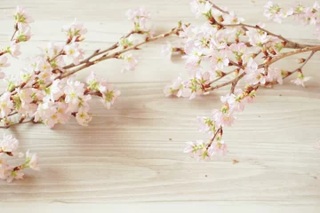 Fotobehang Cherry blossoms taken in the room.  室内で撮影した桜の花 © Kana Design Image