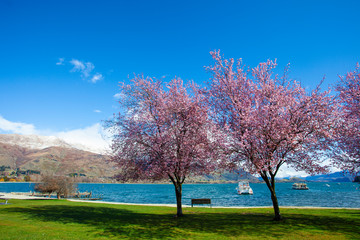 beautiful scenic flower blooming in park beside lake wanaka southland new zealand