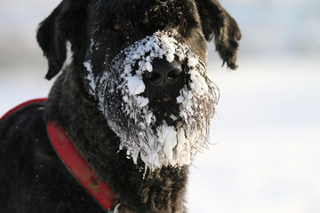 Giant Schnauzer dog. Beard and snout with ice balls and snow orbs. 