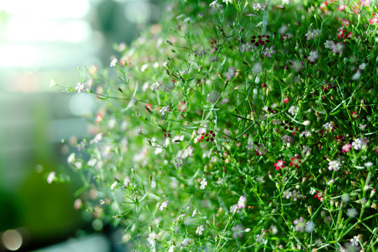 Yipso flower stock photo.