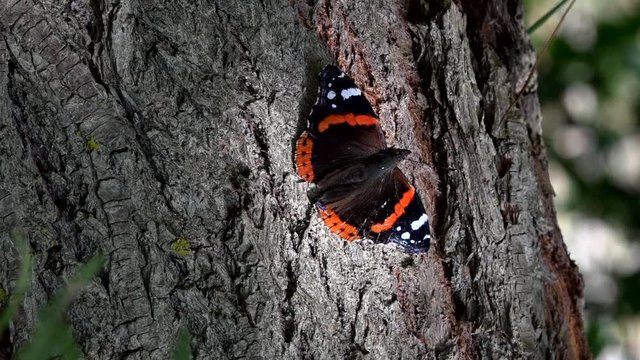 Butterflies in the sun.Monarch butterfly sitting on tree.Flutter gentle creatures around the tree bark.