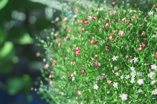 Yipso flower stock photo.