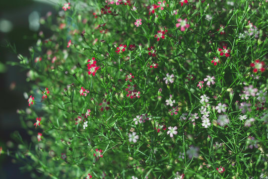 Yipso flower stock photo.