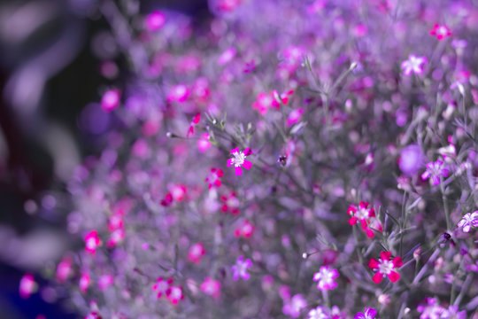 Yipso flower stock photo.