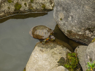 Yellow-bellied slider