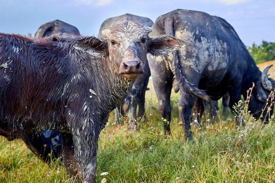 Portrait of water buffalo calf (Bubalus bubalis) in a rural background