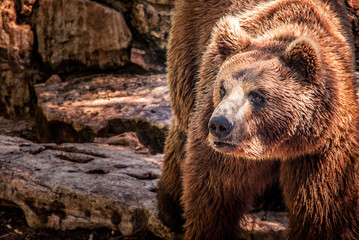 Obraz premium Brown Bear