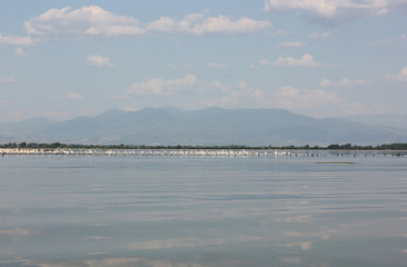 Lake of Kerkini Serres Greece Europe