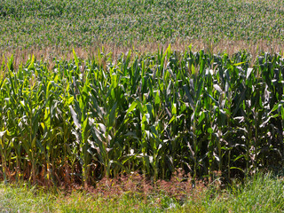 Corn field plantation in Brazil