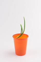 growing onion in orange plastic cup, recycling concept
