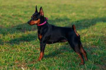 Dog breed Miniature Pinscher
