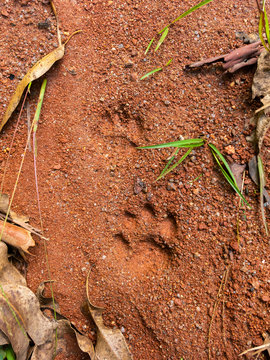 Wild cat steps on mud - semiotic indices