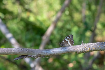 Satyridae / Anadolu Yalancıcadısı / White-banded Tawny Rockbrown / Pseudochazara anthelea